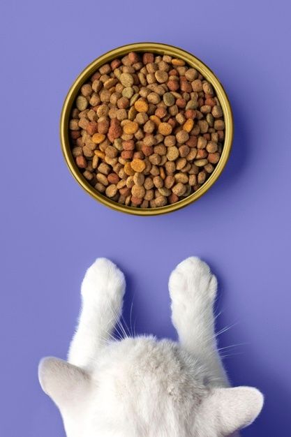Chef Paws